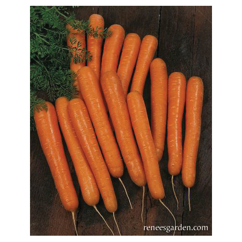 Renee's Garden 5590 Bolero Nantes Vegetable Seed Pack, Carrot, July to August, March to June Planting Pack - 3