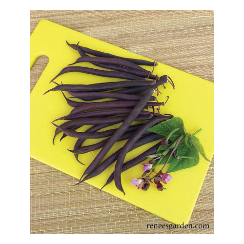 Vegetable Seed Pack, Renee's Garden, Royalty Purple Pod Beans, April to June, May to June Planting Pack - 2