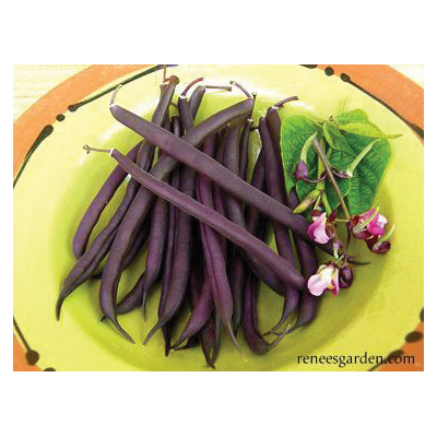 Vegetable Seed Pack, Renee's Garden, Royalty Purple Pod Beans, April to June, May to June Planting Pack - 3