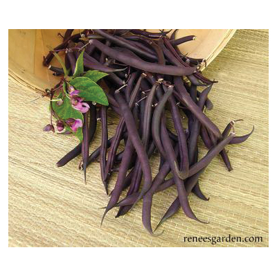 Vegetable Seed Pack, Renee's Garden, Royalty Purple Pod Beans, April to June, May to June Planting Pack - 4