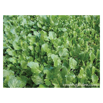 Herb Seed Pack, Renee's Garden, Kodiak Mustard, Brassica Juncea Pack - 2