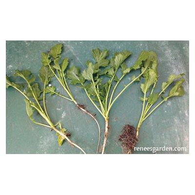 Herb Seed Pack, Renee's Garden, Kodiak Mustard, Brassica Juncea Pack - 3