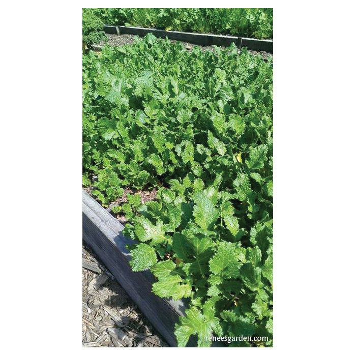 Herb Seed Pack, Renee's Garden, Kodiak Mustard, Brassica Juncea Pack - 4