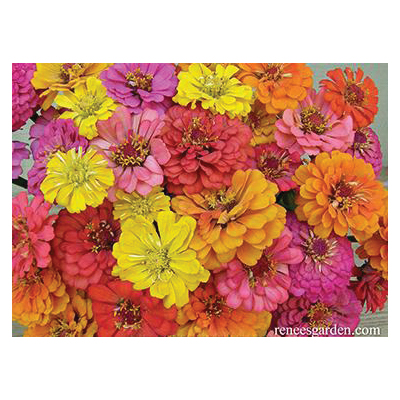 Flower Seed, Renee's Garden, Butterfly Zinnias, Zinnia Elegans, April to May, May to June Planting, 0.5 g Pack - 2