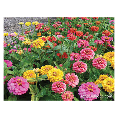 Flower Seed, Renee's Garden, Butterfly Zinnias, Zinnia Elegans, April to May, May to June Planting, 0.5 g Pack - 3