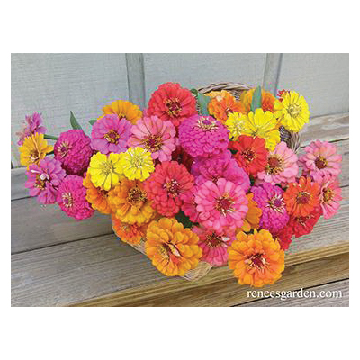 Flower Seed, Renee's Garden, Butterfly Zinnias, Zinnia Elegans, April to May, May to June Planting, 0.5 g Pack - 4