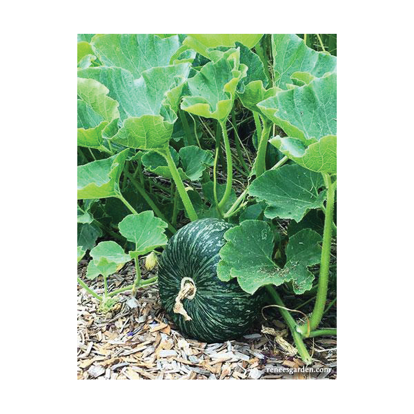 Kurin Kabocha Winter Squash, Renee's Garden, Winter Squash, Cucurbita Maxima - 2