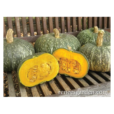 Kurin Kabocha Winter Squash, Renee's Garden, Winter Squash, Cucurbita Maxima - 3