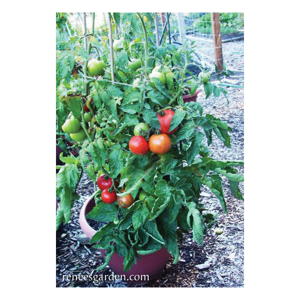 Super Bush Vegetable Seed Pack, Renee's Garden, Tomato, February to March, April to June Planting Pack - 2