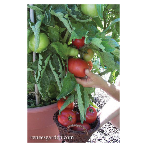 Super Bush Vegetable Seed Pack, Renee's Garden, Tomato, February to March, April to June Planting Pack - 3