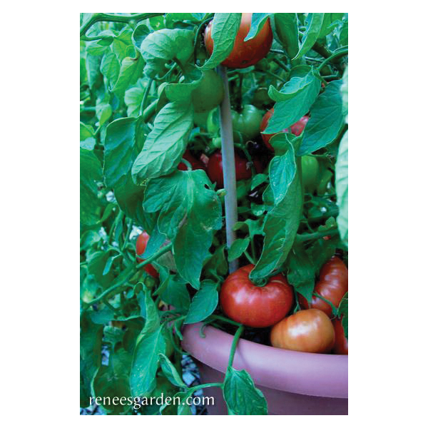Super Bush Vegetable Seed Pack, Renee's Garden, Tomato, February to March, April to June Planting Pack - 4