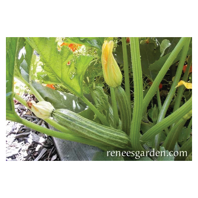 Renee's Garden 5111 Romanesco Zucchini, Zucchini, Cucurbita Pepo - 3