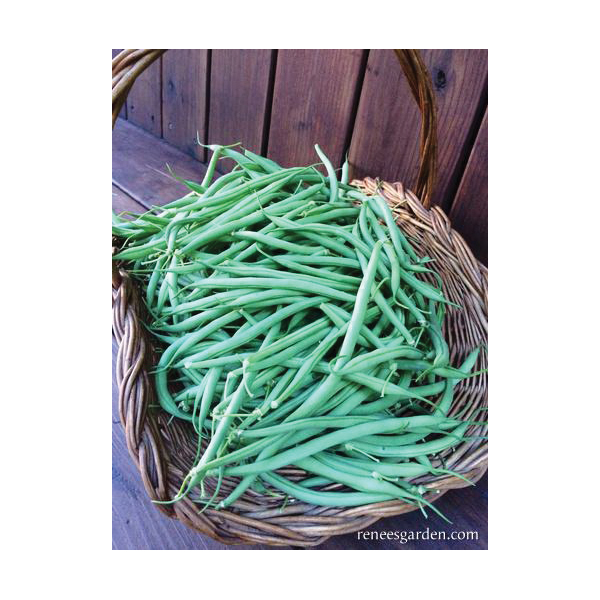 Renee's Garden The Weekend Bean Vegetable Seed - Thumbnail 5