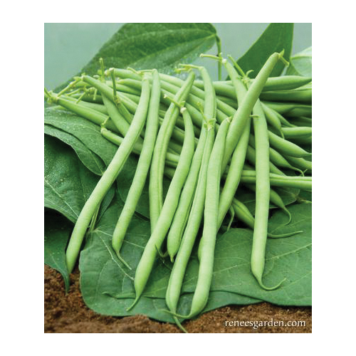 Renee's Garden The Weekend Bean Vegetable Seed - Thumbnail 2