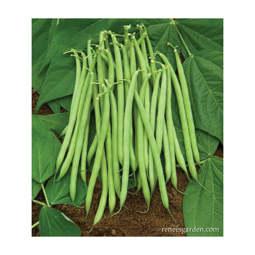Renee's Garden The Weekend Bean Vegetable Seed - Thumbnail 3