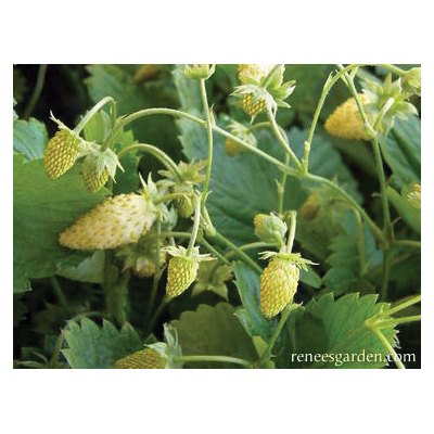Herb Seed Pack, Renee's Garden, Strawberry, Fragaria Vesca, February to April Planting Pack - 2