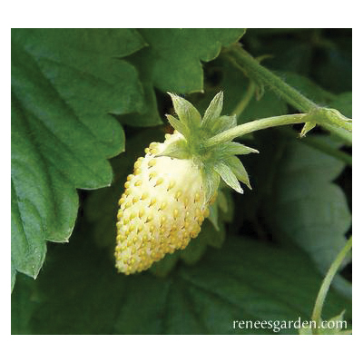 Herb Seed Pack, Renee's Garden, Strawberry, Fragaria Vesca, February to April Planting Pack - 3