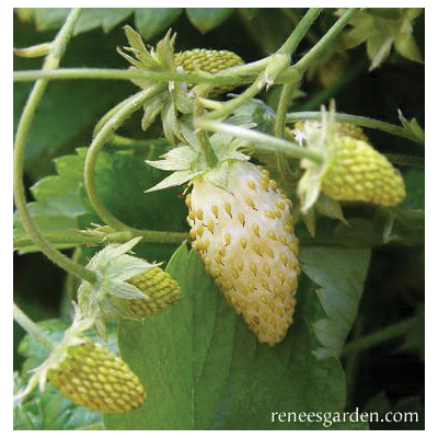 Herb Seed Pack, Renee's Garden, Strawberry, Fragaria Vesca, February to April Planting Pack - 4