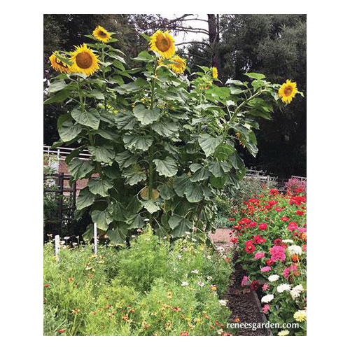 Renee's Garden 5425 Heirloom Titan Flower Seed Pack, Sunflower, Helianthus Annuus, April to June Planting Pack - 2