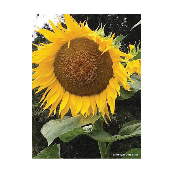 Renee's Garden 5425 Heirloom Titan Flower Seed Pack, Sunflower, Helianthus Annuus, April to June Planting Pack - 4