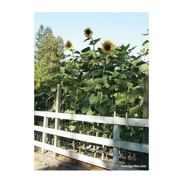 Renee's Garden 5425 Heirloom Titan Flower Seed Pack, Sunflower, Helianthus Annuus, April to June Planting Pack - 5