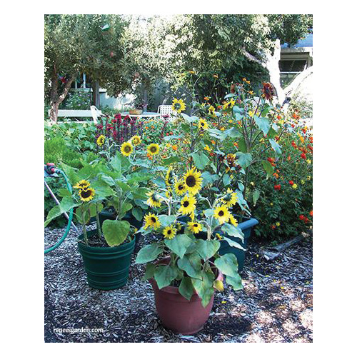 Junior Flower Seed Pack, Renee's Garden, Sunflower, Helianthus Annuus, May to June, May to July Planting Pack - 2