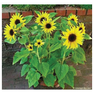 Junior Flower Seed Pack, Renee's Garden, Sunflower, Helianthus Annuus, May to June, May to July Planting Pack - 3