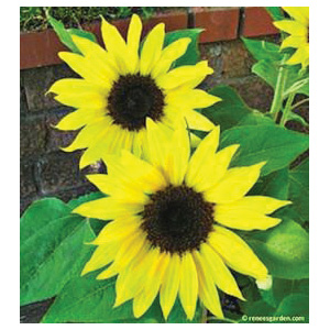 Junior Flower Seed Pack, Renee's Garden, Sunflower, Helianthus Annuus, May to June, May to July Planting Pack - 4