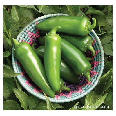 Renee's Garden 3042 Classic Jalapeno Vegetable Seed Pack, Pepper, April to June Planting Pack - 2