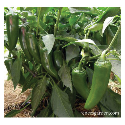 Renee's Garden 3042 Classic Jalapeno Vegetable Seed Pack, Pepper, April to June Planting Pack - 3