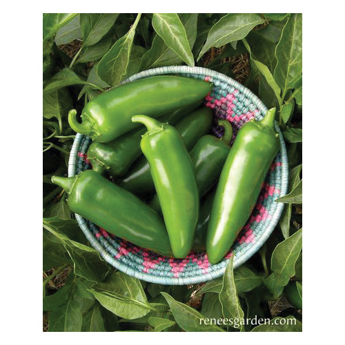 Renee's Garden 3042 Classic Jalapeno Vegetable Seed Pack, Pepper, April to June Planting Pack - 4