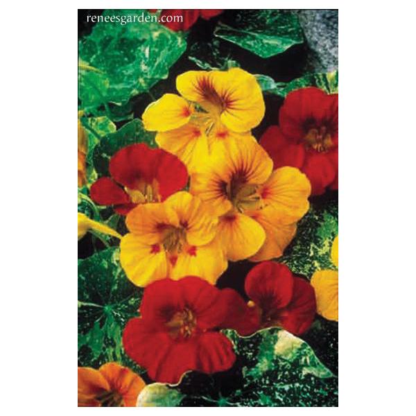Alaska Mix Flower Seed Pack, Renee's Garden, Nasturtium, Tropaeolum Majus, Fall/Summer/Spring Bloom Pack - 2