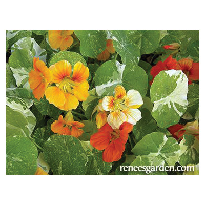 Alaska Mix Flower Seed Pack, Renee's Garden, Nasturtium, Tropaeolum Majus, Fall/Summer/Spring Bloom Pack - 3