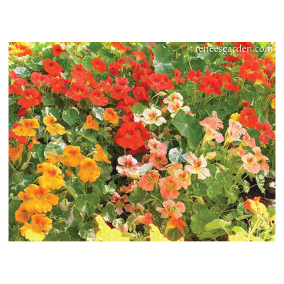 Alaska Mix Flower Seed Pack, Renee's Garden, Nasturtium, Tropaeolum Majus, Fall/Summer/Spring Bloom Pack - 4