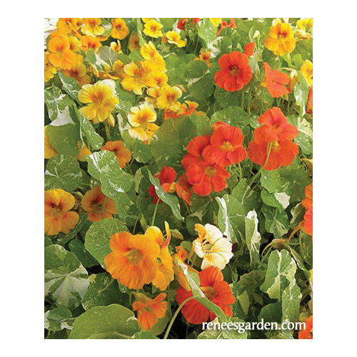 Alaska Mix Flower Seed Pack, Renee's Garden, Nasturtium, Tropaeolum Majus, Fall/Summer/Spring Bloom Pack - 5