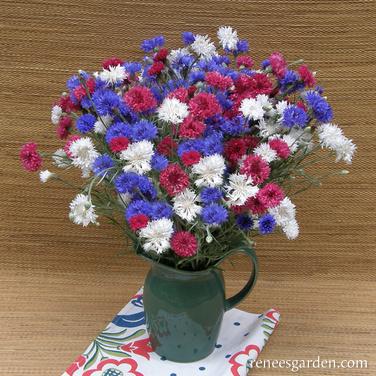 4th of July Mix Flower Seed Pack, Renee's Garden, Cornflower, Centaurea Cyanus, Spring/Summer Bloom Pack - 2