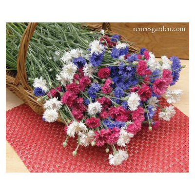 4th of July Mix Flower Seed Pack, Renee's Garden, Cornflower, Centaurea Cyanus, Spring/Summer Bloom Pack - 3