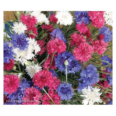 4th of July Mix Flower Seed Pack, Renee's Garden, Cornflower, Centaurea Cyanus, Spring/Summer Bloom Pack - 4