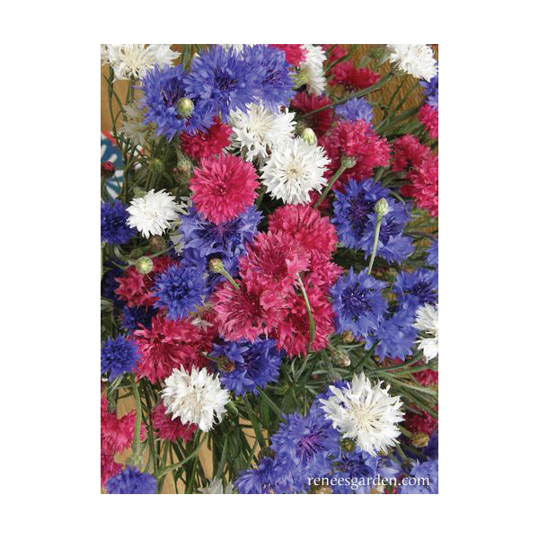 4th of July Mix Flower Seed Pack, Renee's Garden, Cornflower, Centaurea Cyanus, Spring/Summer Bloom Pack - 5