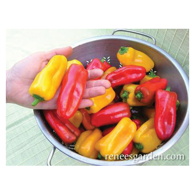 Baby Belle Vegetable Seed Pack, Renee's Garden, Pepper, April to June, May to June Planting Pack - 2