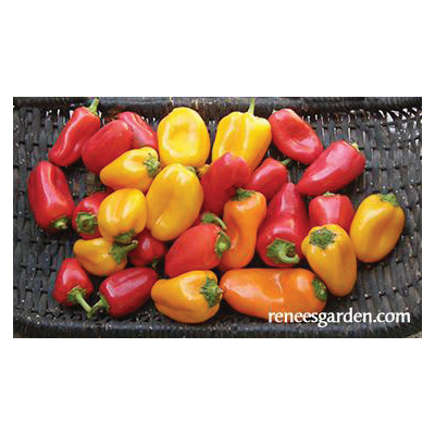 Baby Belle Vegetable Seed Pack, Renee's Garden, Pepper, April to June, May to June Planting Pack - 3