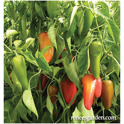 Renee's Garden Mini Snack/Salad Peppers Baby Belle Seeds - Thumbnail 4