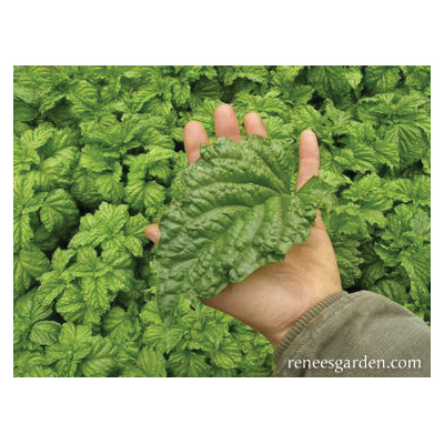 Renee s Garden 5457 Heirloom Salad Leaf Basil Herb Seed P