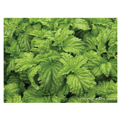 Renee s Garden 5457 Heirloom Salad Leaf Basil Herb Seed P