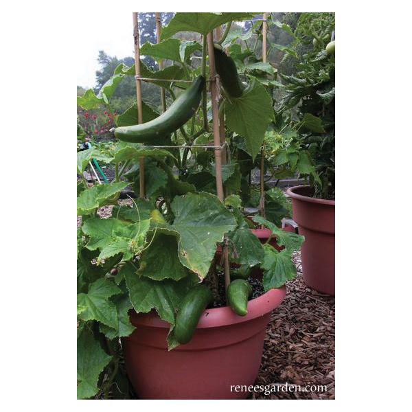 Renee's Garden 'Bush Slicer' Container Cucumber