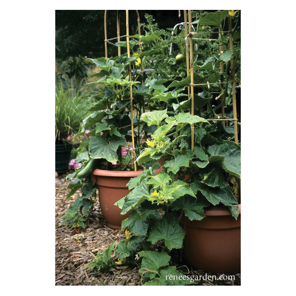 Renee's Garden 5419 Bush Slicer Vegetable Seed Pack, Cucumber, April to June Planting Pack - 4