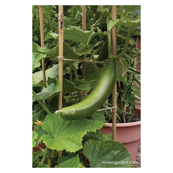 Renee's Garden 5419 Bush Slicer Vegetable Seed Pack, Cucumber, April to June Planting Pack - 5