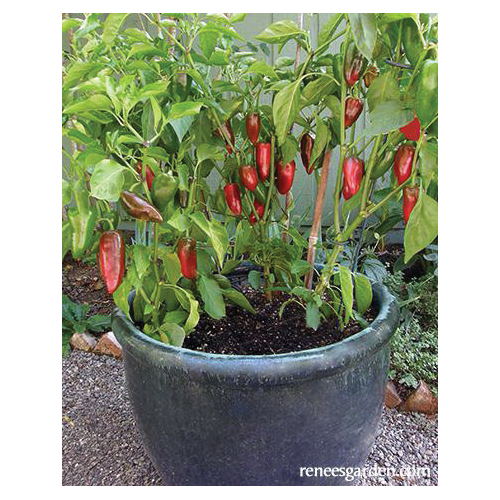 Vegetable Seed Pack, Renee's Garden, Sweet Pepper, February to March Planting Pack - 3