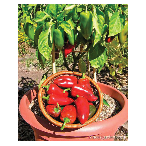 Renee's Garden Pepper Seeds - Thumbnail 2