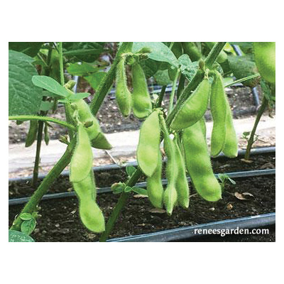 Renee's Garden 5198 Edamame Vegetable Seed Pack, Beans, April to June, May to June Planting Pack - 3